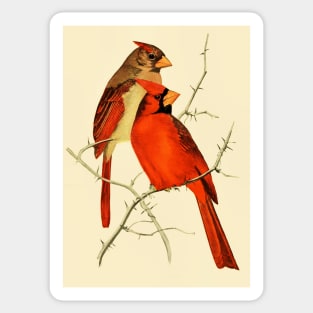 The Cardinals Sticker